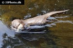 aonyx cinerea asian small clawed otter aonyx cinerea asian small clawed otter