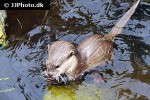 aonyx cinerea asian small clawed otter aonyx cinerea asian small clawed otter