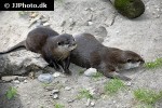 aonyx cinerea asian small clawed otter aonyx cinerea asian small clawed otter