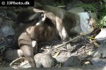 aonyx cinerea asian small clawed otter aonyx cinerea asian small clawed otter