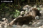 aonyx cinerea asian small clawed otter aonyx cinerea asian small clawed otter