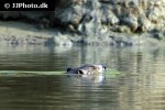 castor canadensis american beaver castor canadensis american beaver
