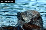 enhydra lutris kenyoni northern sea otter enhydra lutris kenyoni northern sea otter
