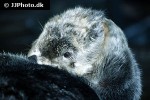 enhydra lutris kenyoni northern sea otter enhydra lutris kenyoni northern sea otter