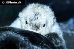 enhydra lutris kenyoni northern sea otter enhydra lutris kenyoni northern sea otter