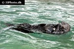 enhydra lutris kenyoni northern sea otter enhydra lutris kenyoni northern sea otter