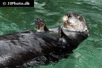 enhydra lutris kenyoni northern sea otter enhydra lutris kenyoni northern sea otter
