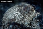 enhydra lutris kenyoni northern sea otter enhydra lutris kenyoni northern sea otter