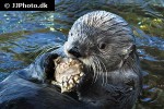 enhydra lutris kenyoni northern sea otter enhydra lutris kenyoni northern sea otter