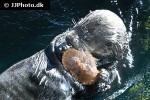 enhydra lutris kenyoni northern sea otter enhydra lutris kenyoni northern sea otter