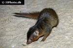 helogale parvula common dwarf mongoose helogale parvula common dwarf mongoose