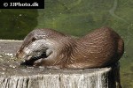 lutra lutra eurasian otter lutra lutra eurasian otter