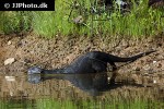 lutrogale perspicillata smooth coated otter lutrogale perspicillata smooth coated otter