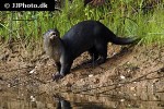lutrogale perspicillata smooth coated otter lutrogale perspicillata smooth coated otter