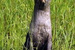 lutrogale perspicillata smooth coated otter lutrogale perspicillata smooth coated otter