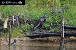 lutrogale perspicillata smooth coated otter lutrogale perspicillata smooth coated otter