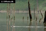 lutrogale perspicillata smooth coated otter lutrogale perspicillata smooth coated otter