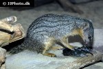 mungotictis decemlineata narrow striped mongoose mungotictis decemlineata narrow striped mongoose