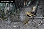 mungotictis decemlineata narrow striped mongoose mungotictis decemlineata narrow striped mongoose