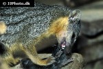 mungotictis decemlineata narrow striped mongoose mungotictis decemlineata narrow striped mongoose