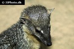 mungotictis decemlineata narrow striped mongoose mungotictis decemlineata narrow striped mongoose