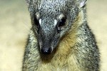 mungotictis decemlineata narrow striped mongoose mungotictis decemlineata narrow striped mongoose