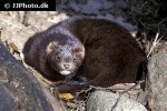 mustela lutreola european mink mustela lutreola european mink