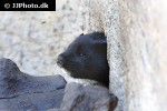 mustela vison american mink mustela vison american mink