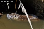 myocastor coypus coypu myocastor coypus coypu