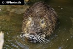 myocastor coypus coypu myocastor coypus coypu