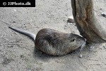 myocastor coypus coypu myocastor coypus coypu