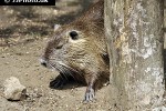 myocastor coypus coypu myocastor coypus coypu