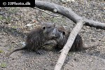 myocastor coypus coypu myocastor coypus coypu