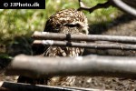 athene cunicularia burrowing owl athene cunicularia burrowing owl