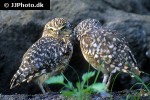 athene cunicularia burrowing owl athene cunicularia burrowing owl