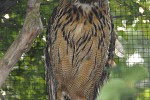bubo bubo eurasian eagle owl bubo bubo eurasian eagle owl
