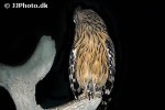 ketupa ketupu buffy fish owl ketupa ketupu buffy fish owl