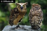 ketupa ketupu buffy fish owl ketupa ketupu buffy fish owl