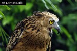 ketupa ketupu buffy fish owl ketupa ketupu buffy fish owl