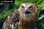 ketupa ketupu buffy fish owl ketupa ketupu buffy fish owl