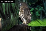 ninox novaeseelandiae southern boobok ninox novaeseelandiae southern boobok