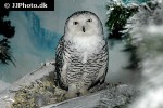 nyctea scandiaca snowy owl nyctea scandiaca snowy owl