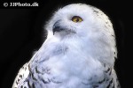 nyctea scandiaca snowy owl nyctea scandiaca snowy owl