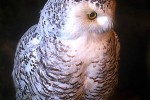 nyctea scandiaca snowy owl nyctea scandiaca snowy owl