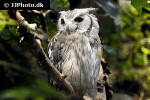 ptilopsis leucotis northern white faced owl ptilopsis leucotis northern white faced owl