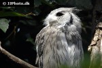 ptilopsis leucotis northern white faced owl ptilopsis leucotis northern white faced owl