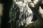 strix nebulosa great grey owl strix nebulosa great grey owl