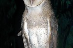 tyto alba barn owl tyto alba barn owl