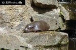 choeropsis liberiensis pygmy hippopotamus choeropsis liberiensis pygmy hippopotamus