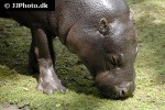 choeropsis liberiensis pygmy hippopotamus choeropsis liberiensis pygmy hippopotamus